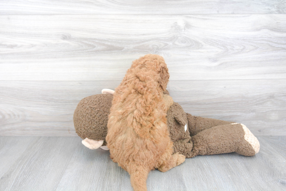 Fluffy Mini Goldendoodle Poodle Mix Pup