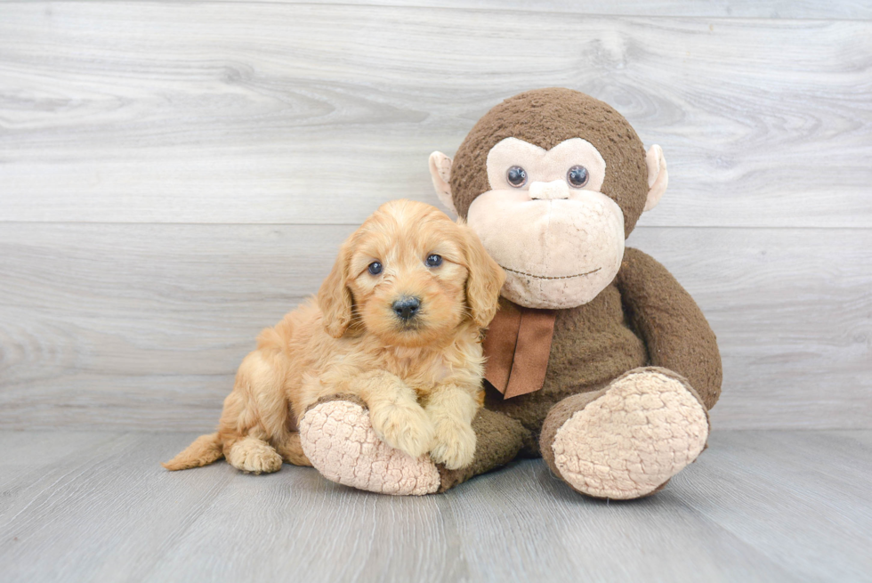 Mini Goldendoodle Pup Being Cute