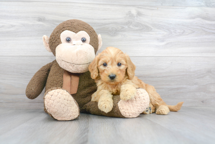 Mini Goldendoodle Pup Being Cute