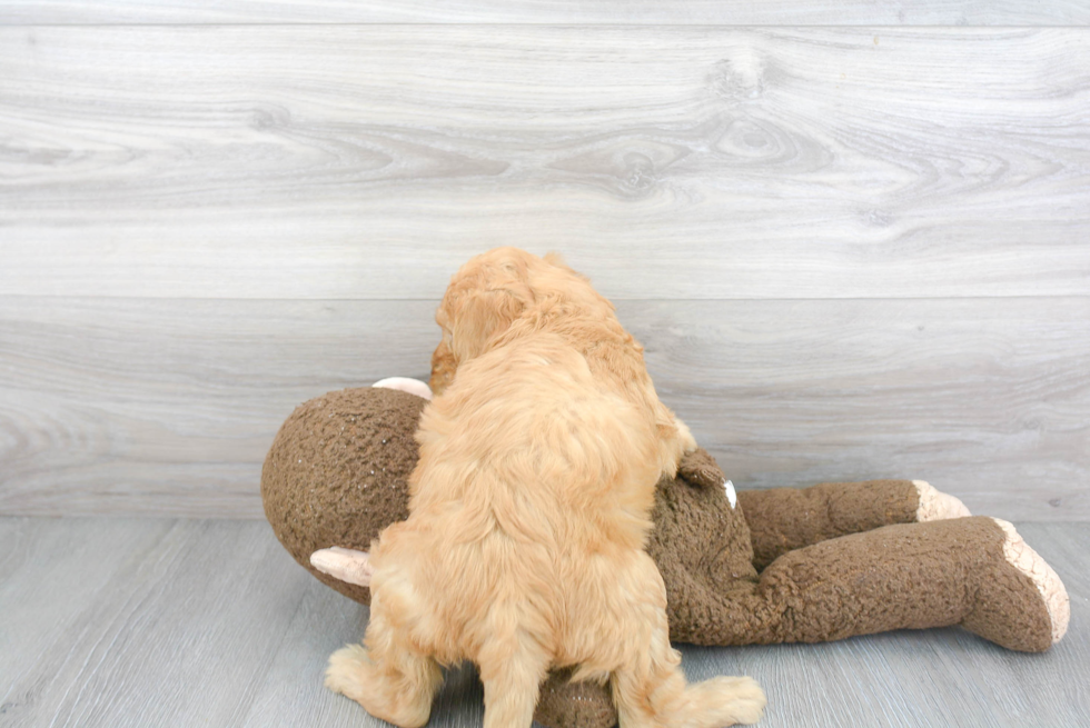 Best Mini Goldendoodle Baby