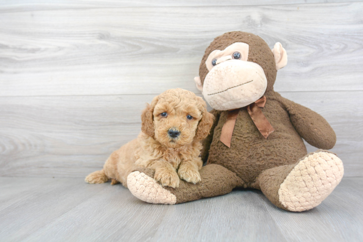 Friendly Mini Goldendoodle Baby