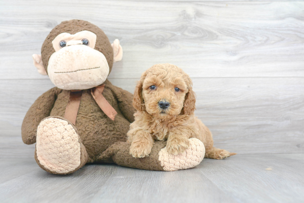 Popular Mini Goldendoodle Poodle Mix Pup