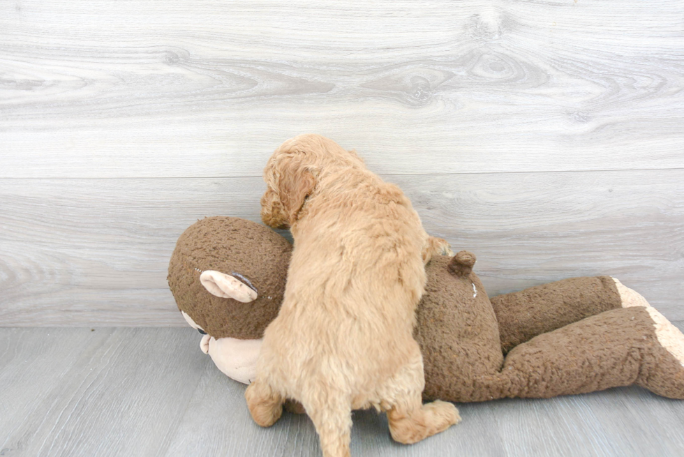 Petite Mini Goldendoodle Poodle Mix Pup