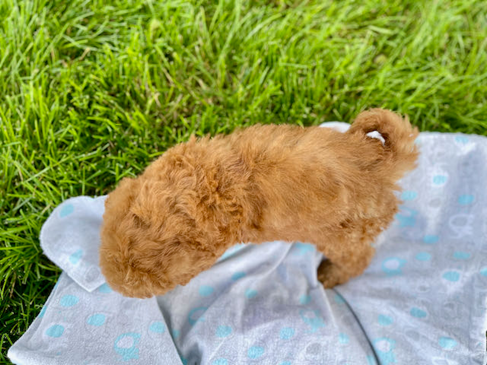 Best Mini Goldendoodle Baby