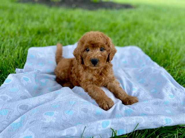 Mini Goldendoodle Pup Being Cute