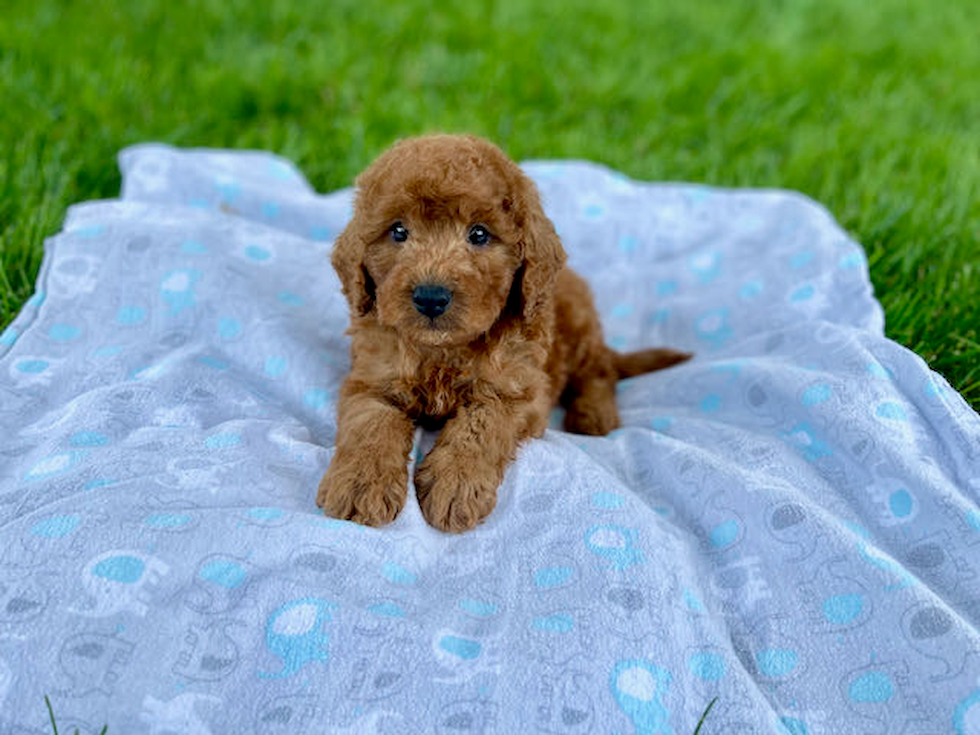 Smart Mini Goldendoodle Poodle Mix Pup