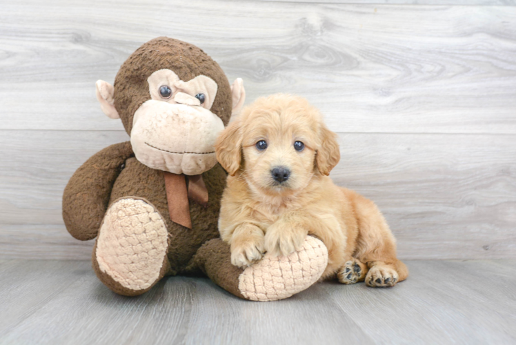 Smart Mini Goldendoodle Poodle Mix Pup