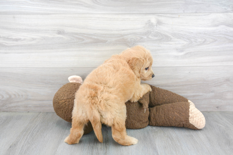 Little Golden Retriever Poodle Mix Puppy