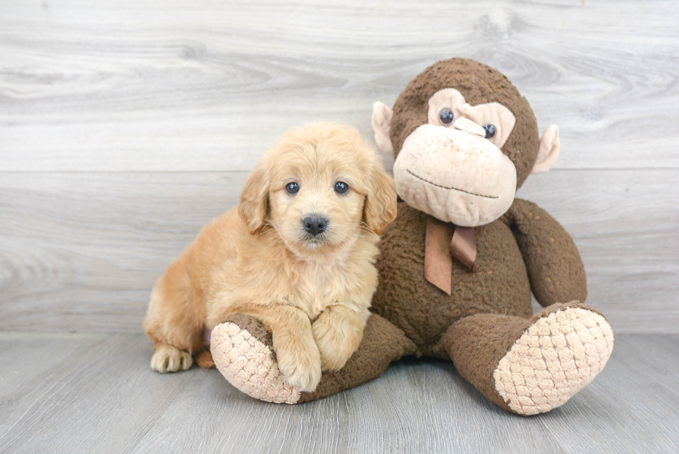 Mini Goldendoodle Pup Being Cute