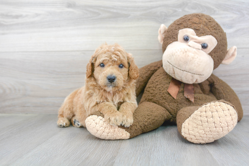 Best Mini Goldendoodle Baby