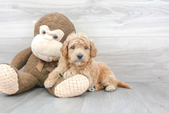 Best Mini Goldendoodle Baby