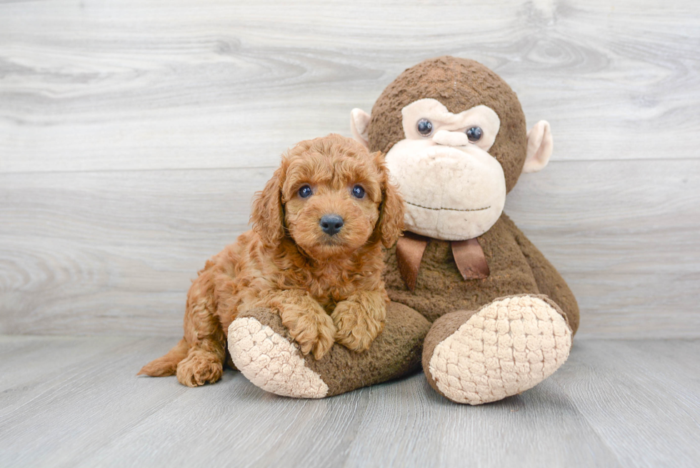 Mini Goldendoodle Puppy for Adoption