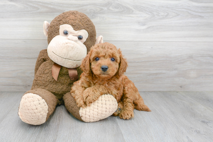 Petite Mini Goldendoodle Poodle Mix Pup