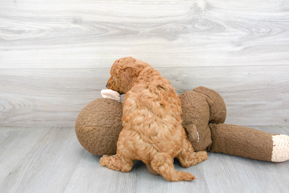 Adorable Golden Retriever Poodle Mix Puppy