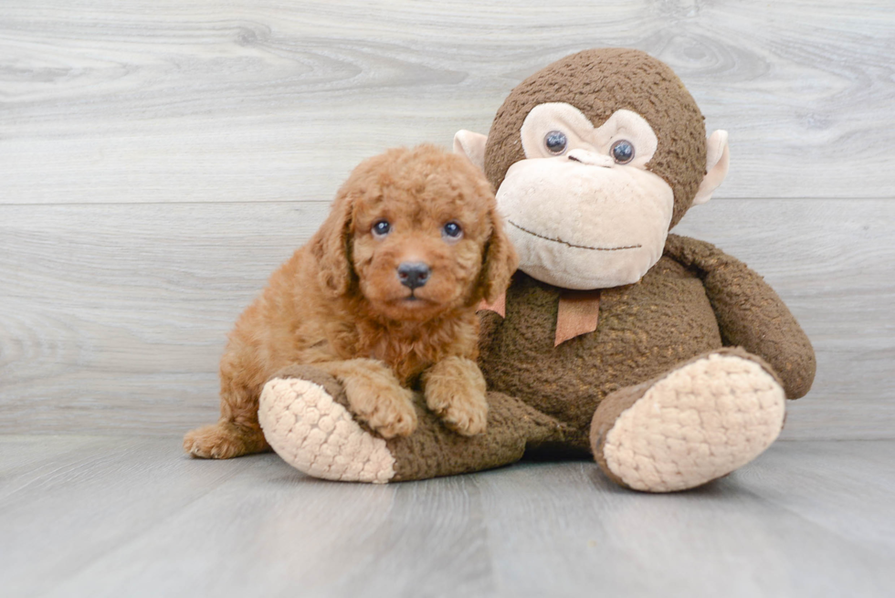 Mini Goldendoodle Pup Being Cute