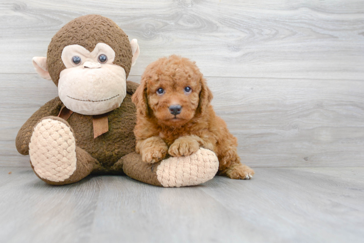 Petite Mini Goldendoodle Poodle Mix Pup