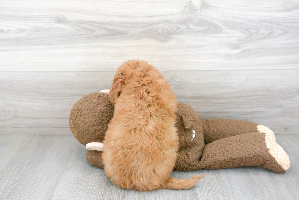 Small Mini Goldendoodle Baby