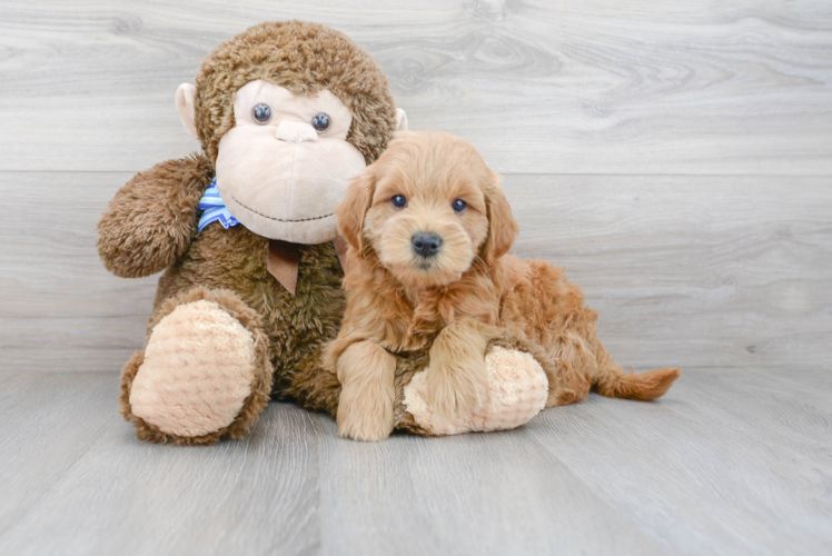 Mini Goldendoodle Pup Being Cute