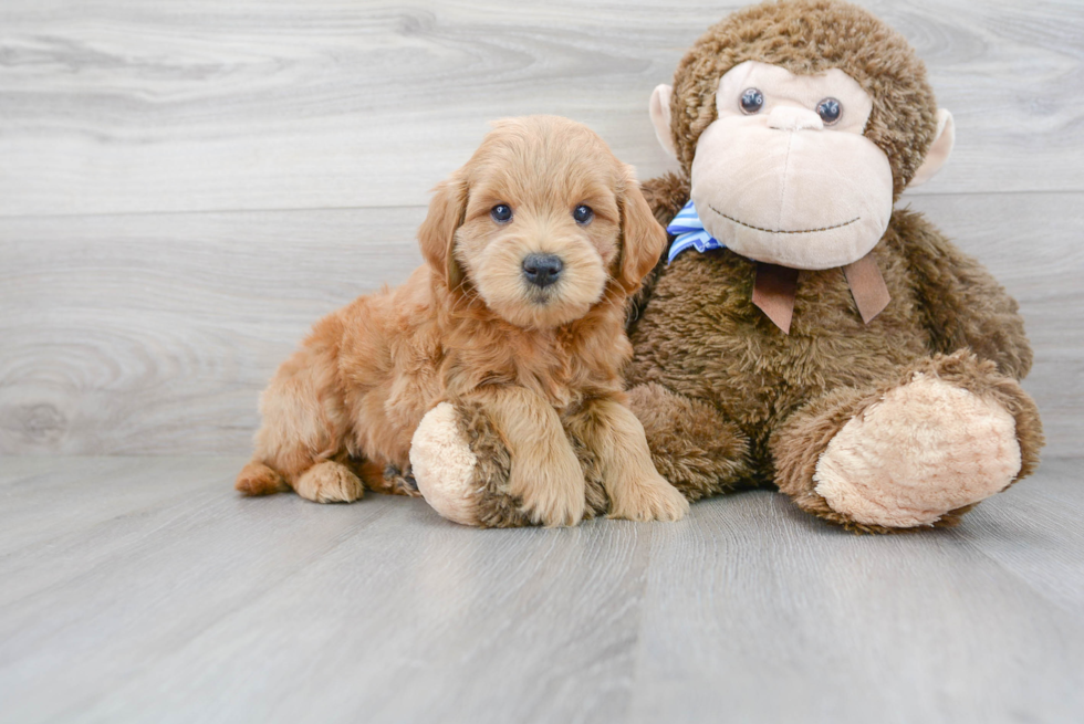 Mini Goldendoodle Puppy for Adoption