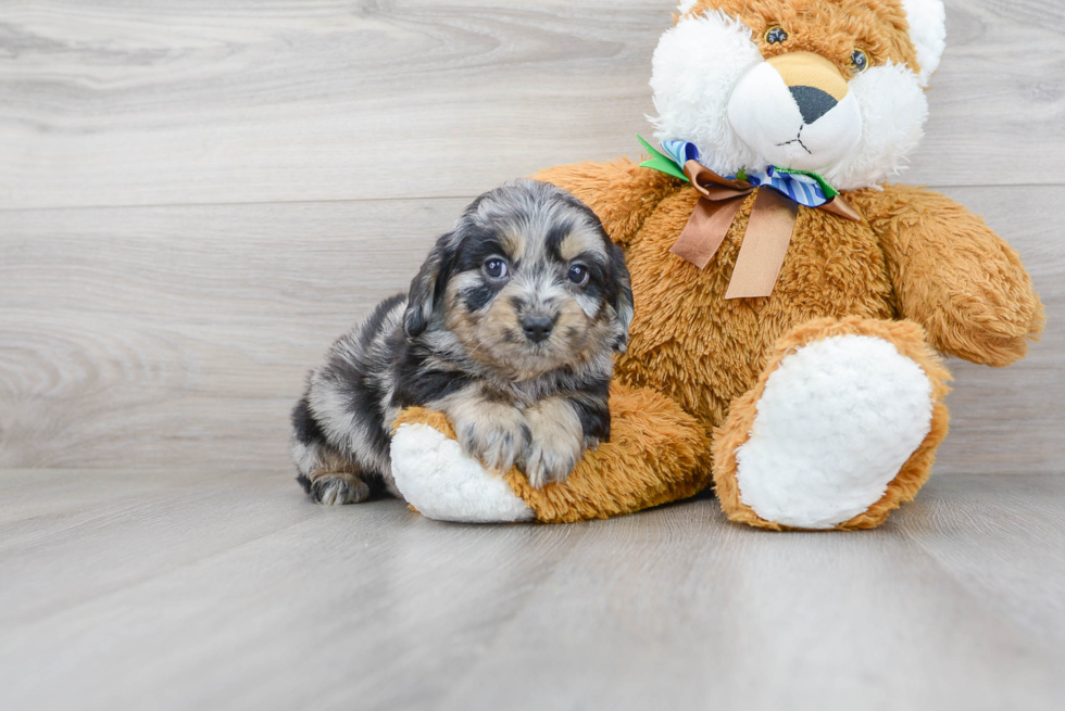 Mini Goldendoodle Puppy for Adoption