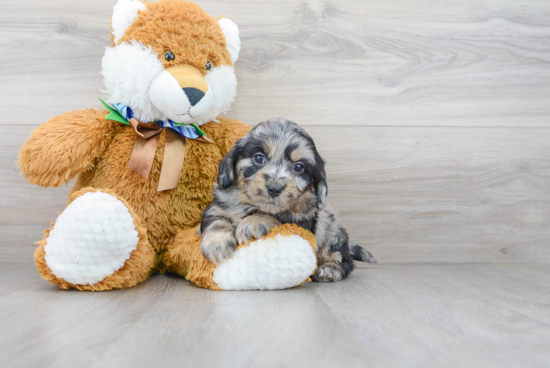 Mini Goldendoodle Puppy for Adoption