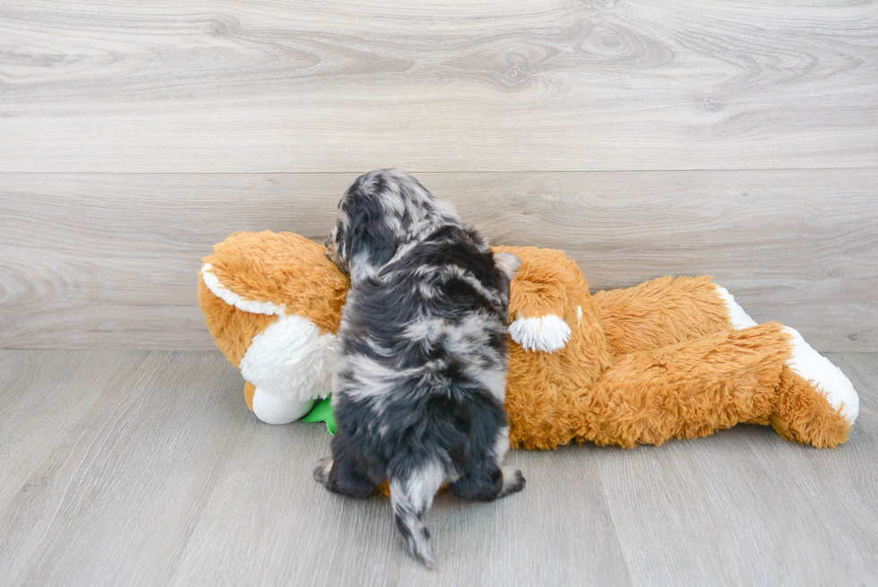 Little Golden Retriever Poodle Mix Puppy