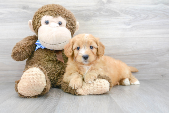 Mini Goldendoodle Puppy for Adoption