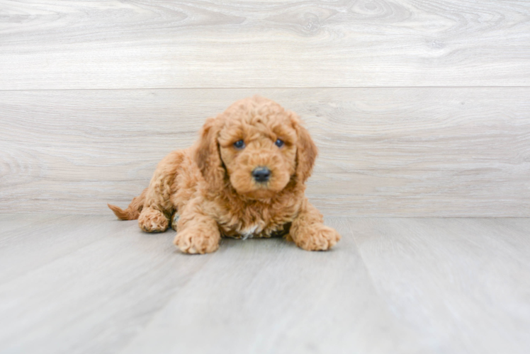 Mini Goldendoodle Pup Being Cute