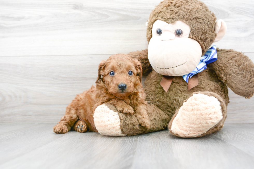 Smart Mini Goldendoodle Poodle Mix Pup