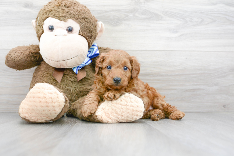 Funny Mini Goldendoodle Poodle Mix Pup