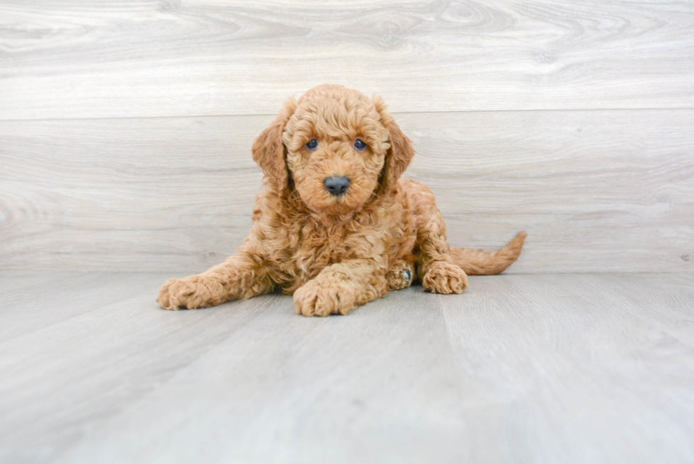 Best Mini Goldendoodle Baby