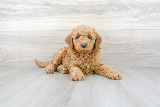 Friendly Mini Goldendoodle Baby