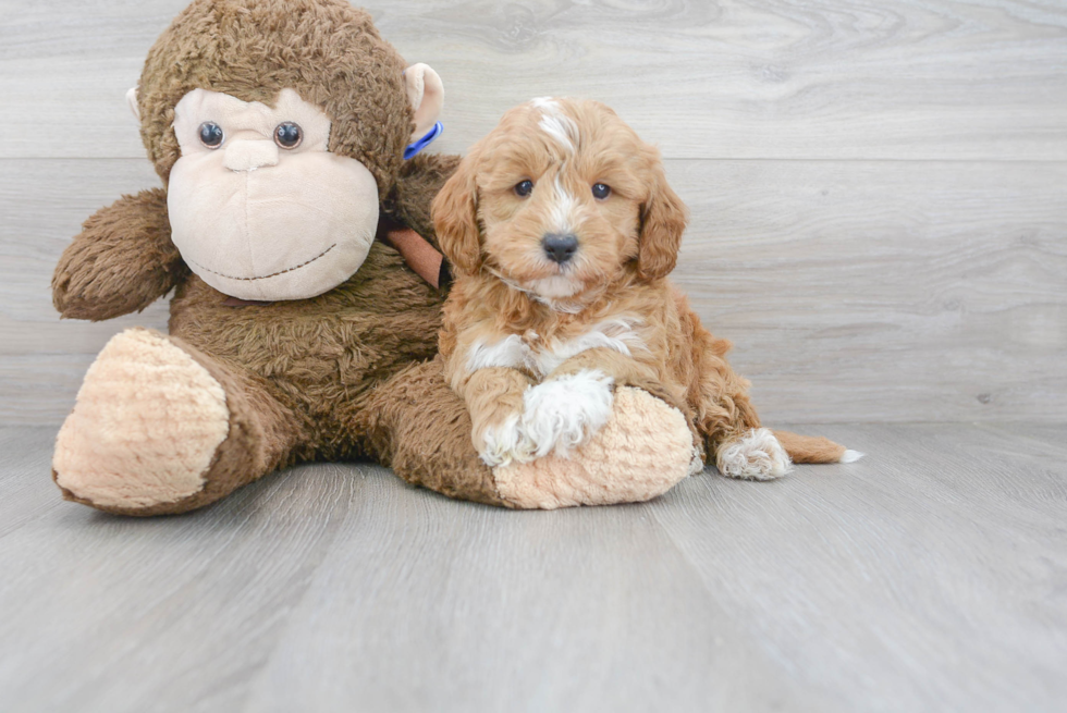 Mini Goldendoodle Pup Being Cute