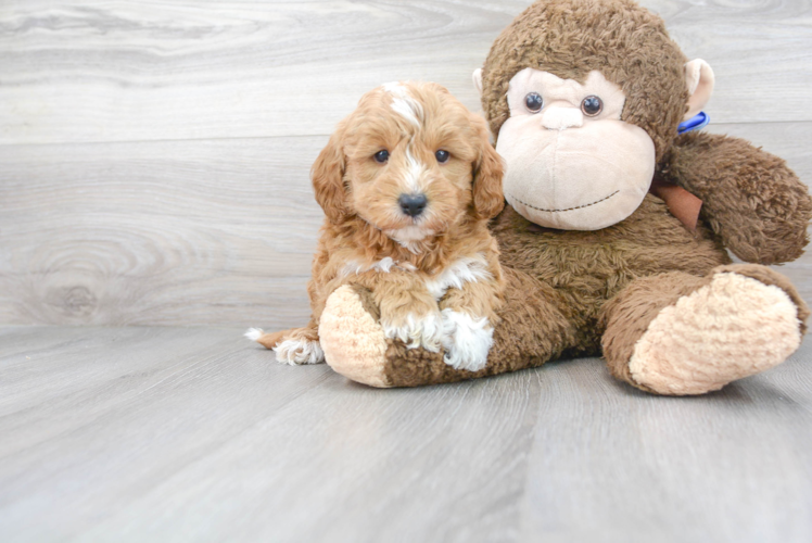 Cute Golden Retriever Poodle Mix Puppy