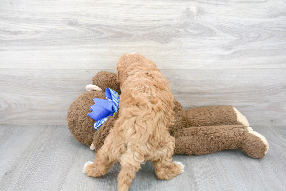 Cute Mini Goldendoodle Poodle Mix Pup
