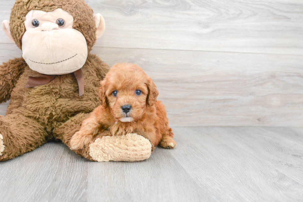 Adorable Golden Retriever Poodle Mix Puppy