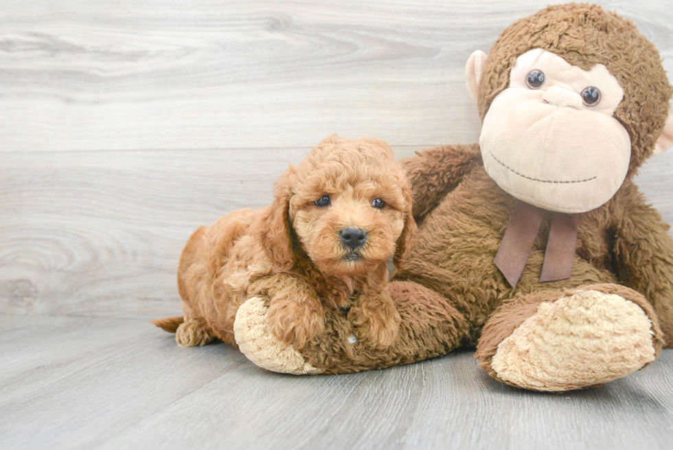 Adorable Golden Retriever Poodle Mix Puppy