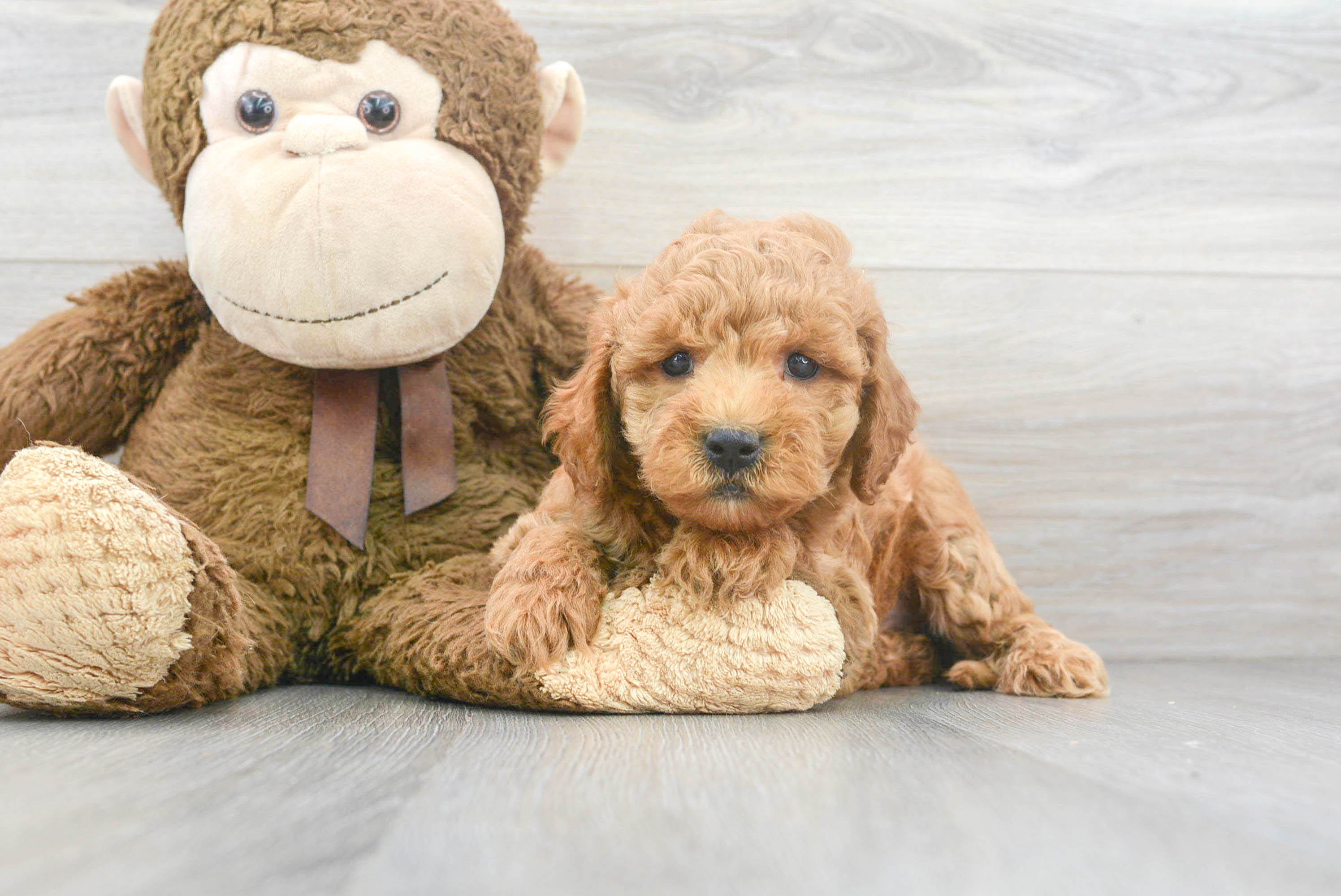 Best Mini Goldendoodle Baby