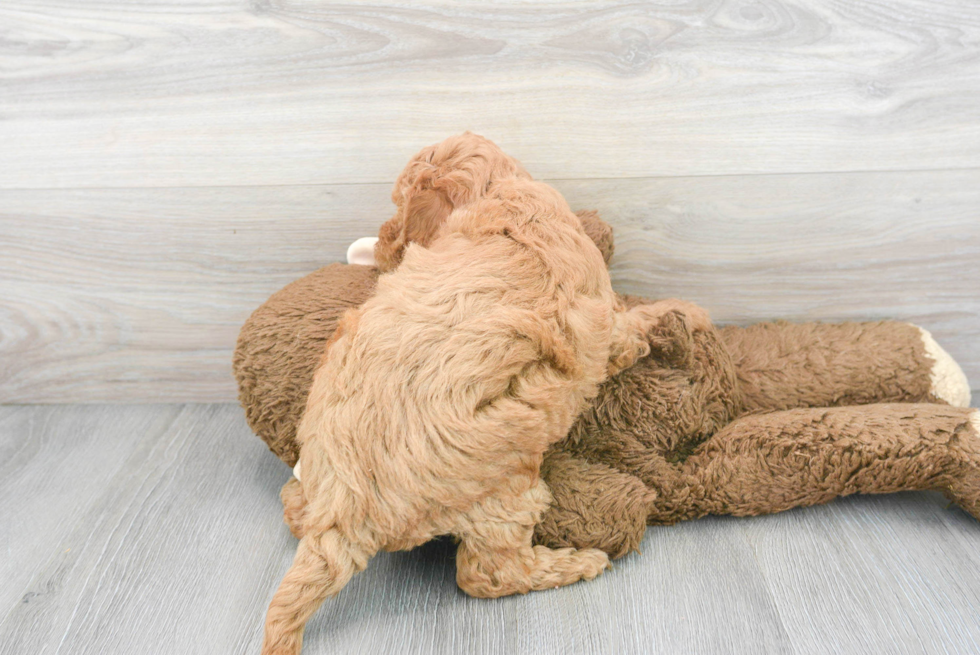 Small Mini Goldendoodle Baby