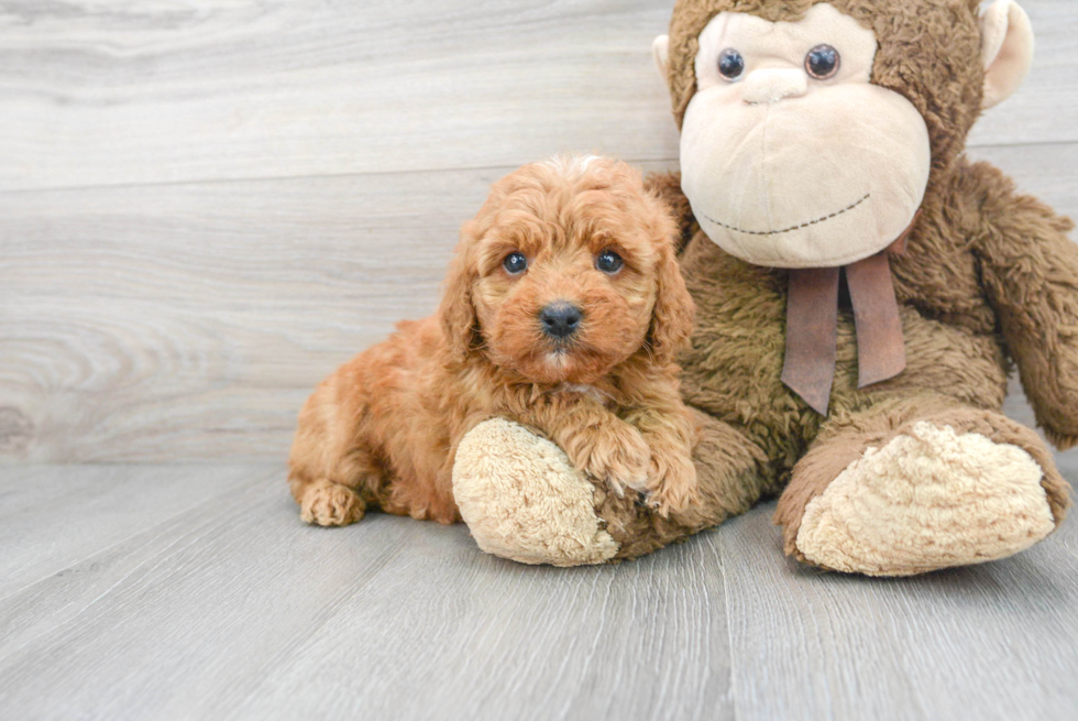 Petite Mini Goldendoodle Poodle Mix Pup