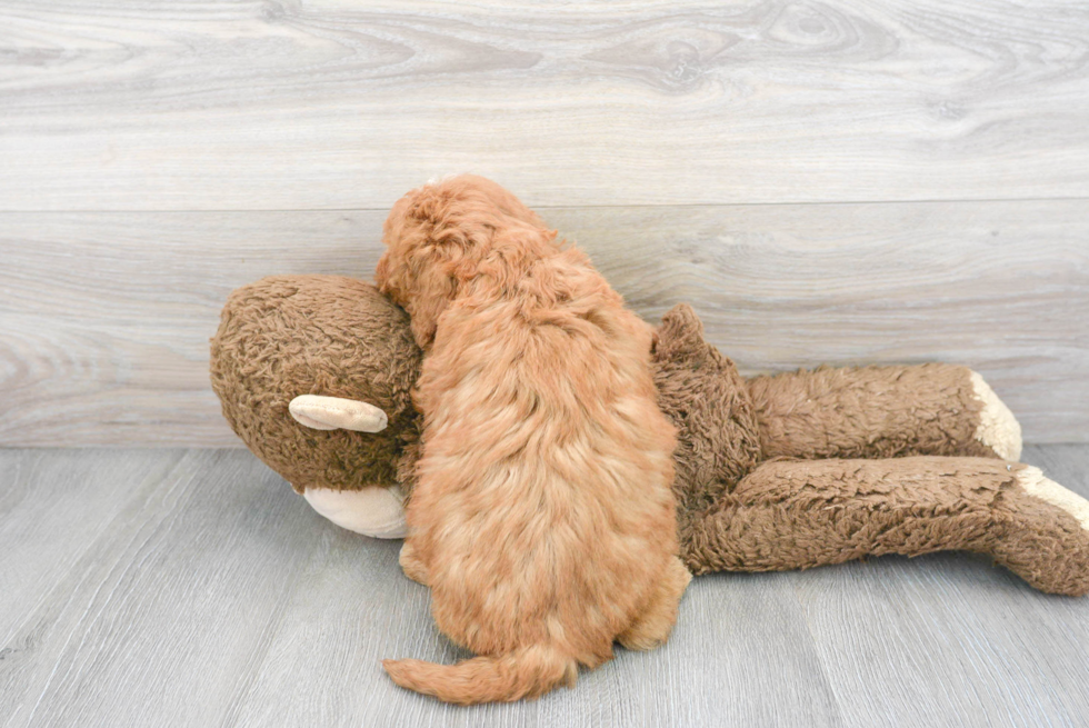 Petite Mini Goldendoodle Poodle Mix Pup