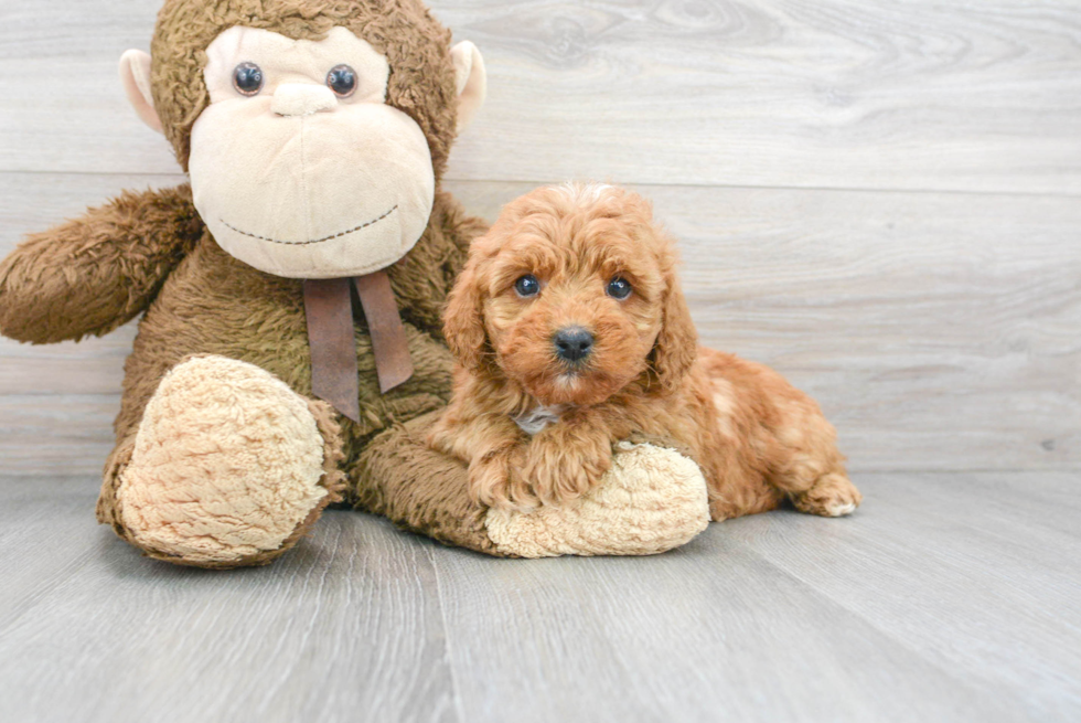 Happy Mini Goldendoodle Baby