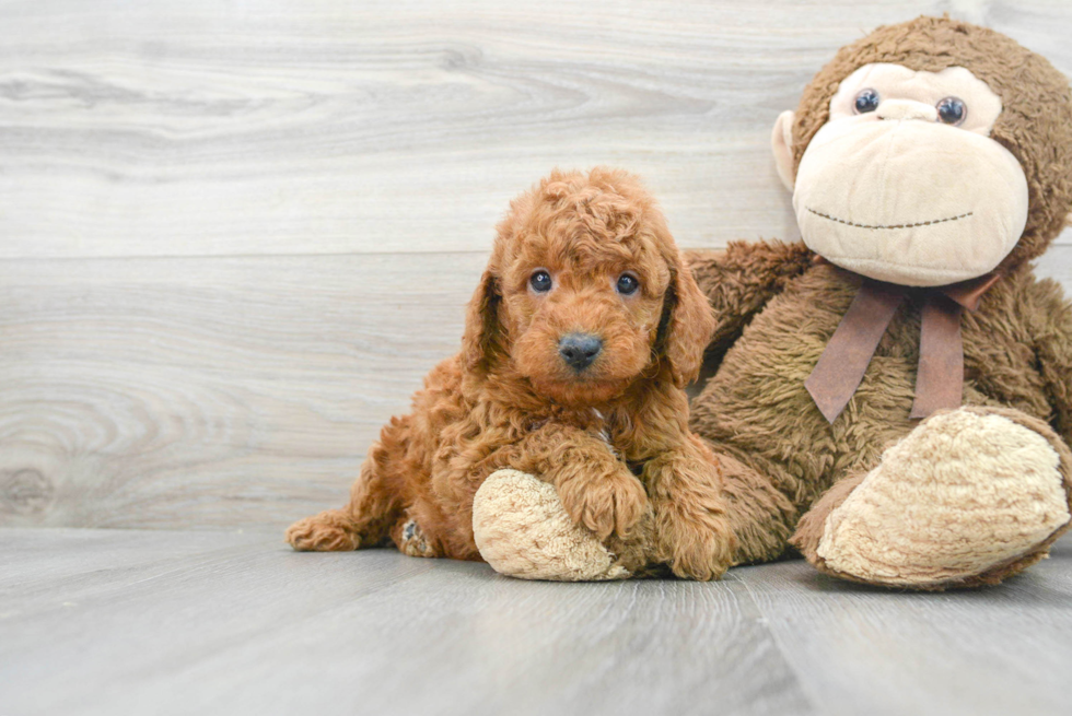 Mini Goldendoodle Pup Being Cute