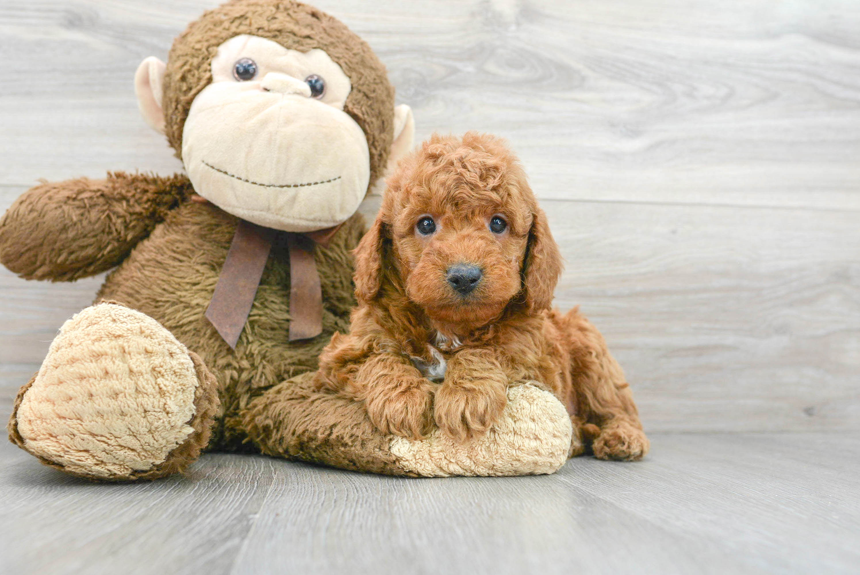Hypoallergenic Golden Retriever Poodle Mix Puppy