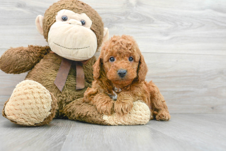 Hypoallergenic Golden Retriever Poodle Mix Puppy