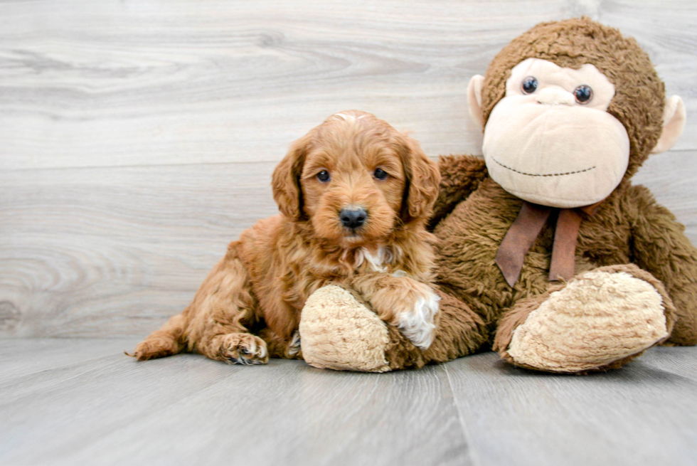 Mini Goldendoodle Pup Being Cute