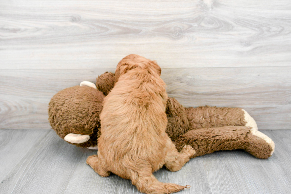 Mini Goldendoodle Pup Being Cute