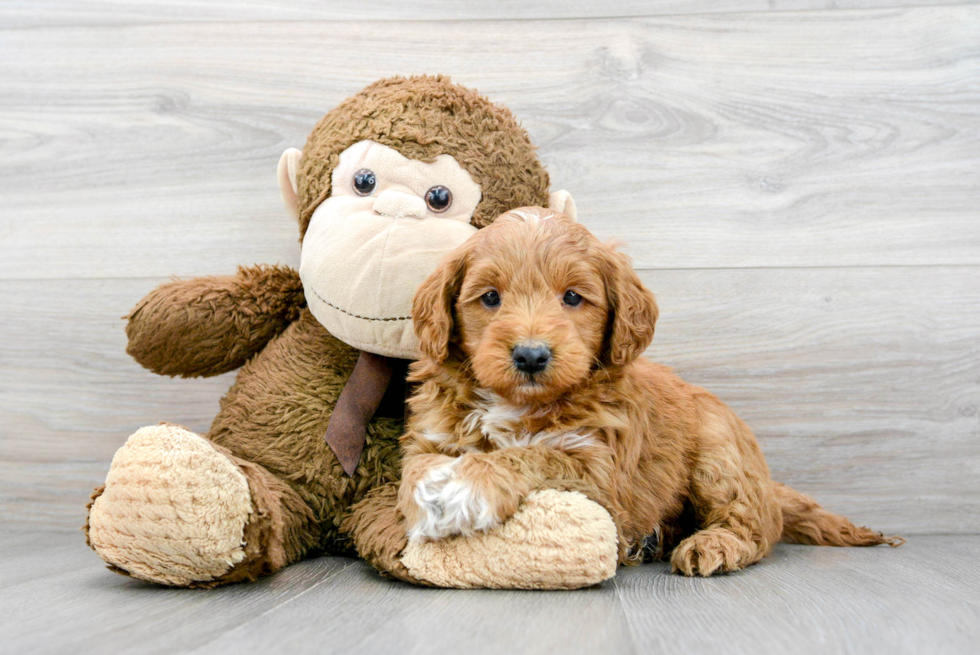 Popular Mini Goldendoodle Poodle Mix Pup