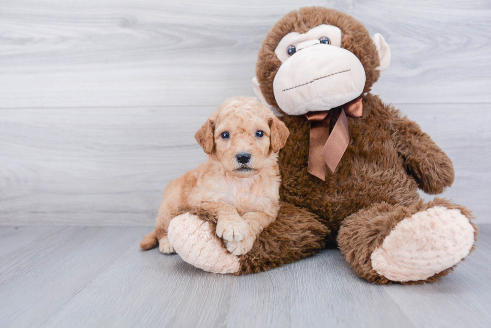 Best Mini Goldendoodle Baby