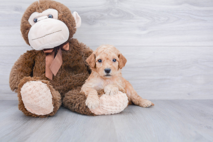 Adorable Golden Retriever Poodle Mix Puppy